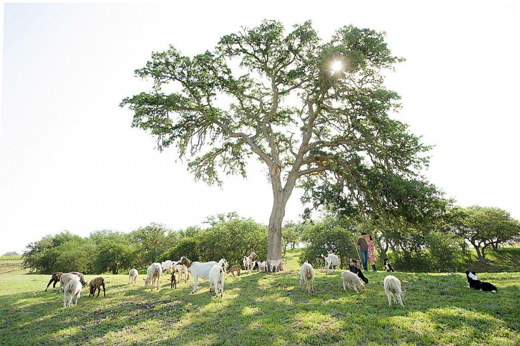Hotel Reves De Moutons Paso Robles Exteriér fotografie