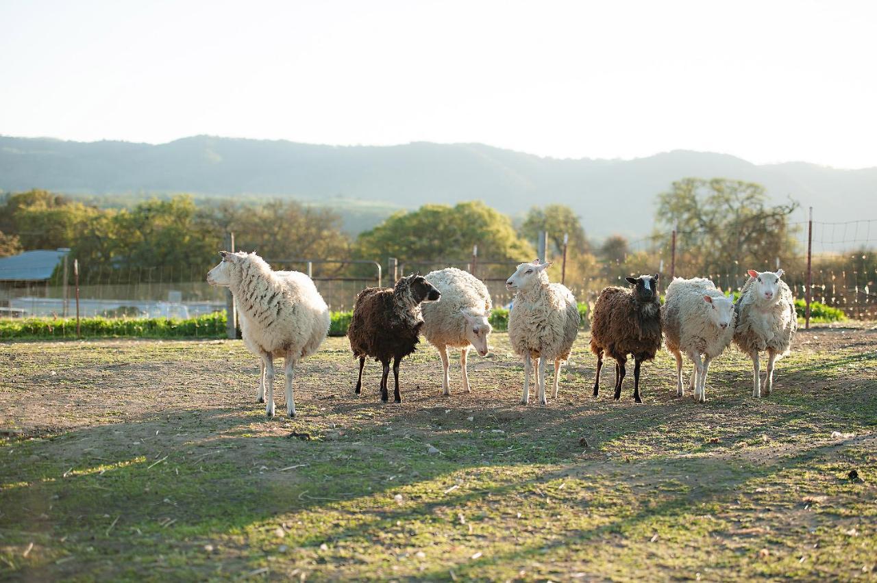 Hotel Reves De Moutons Paso Robles Exteriér fotografie