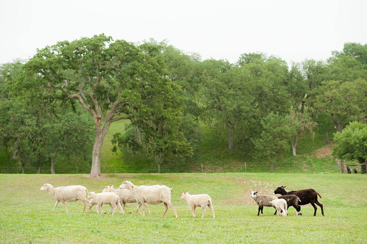 Hotel Reves De Moutons Paso Robles Exteriér fotografie
