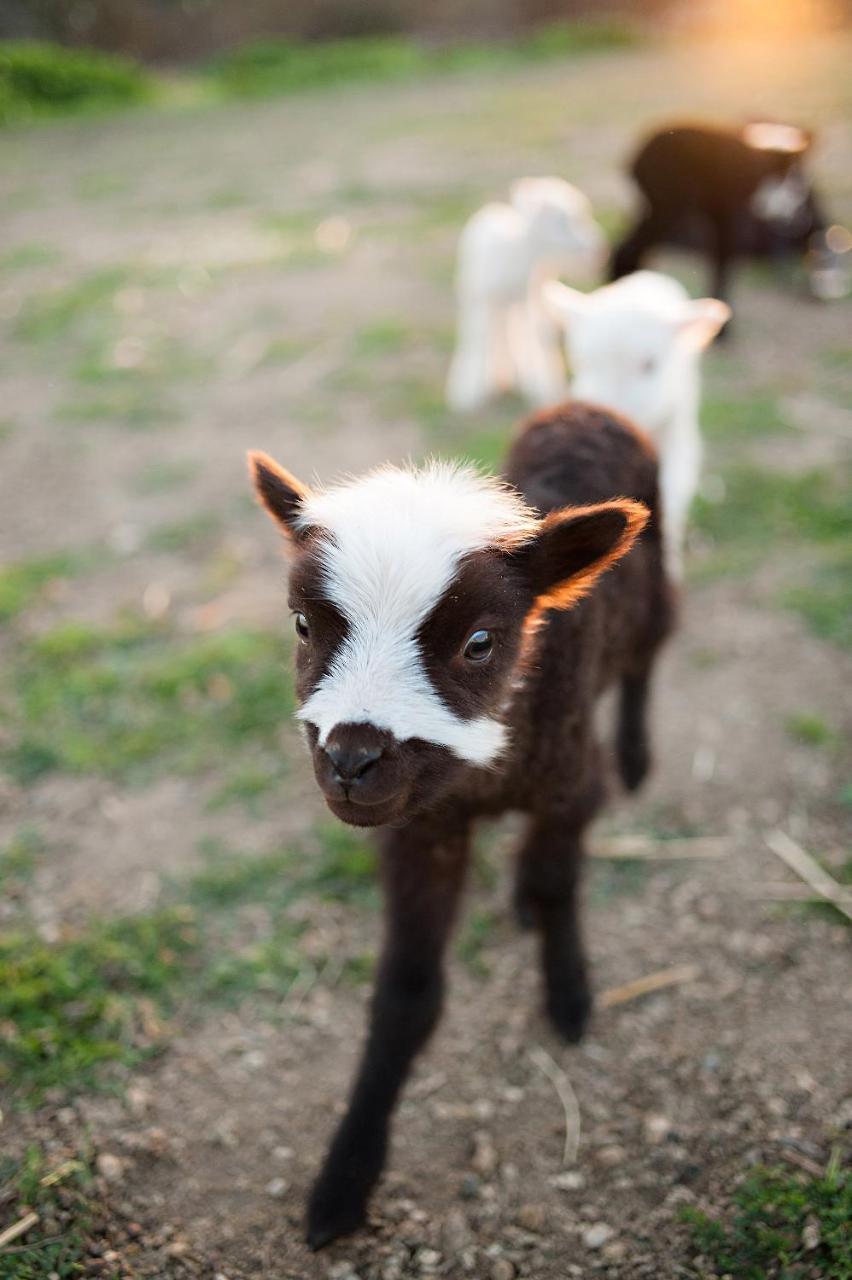 Hotel Reves De Moutons Paso Robles Exteriér fotografie