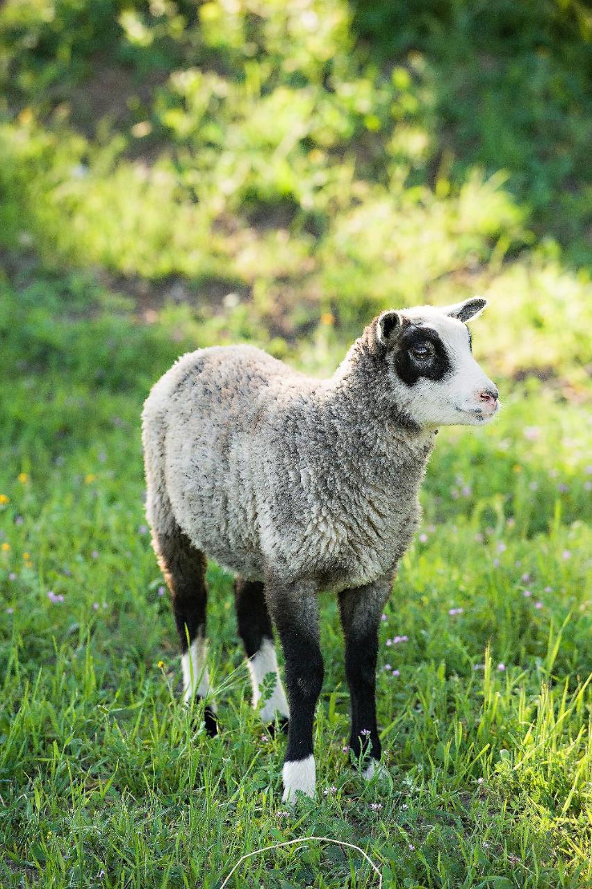 Hotel Reves De Moutons Paso Robles Exteriér fotografie