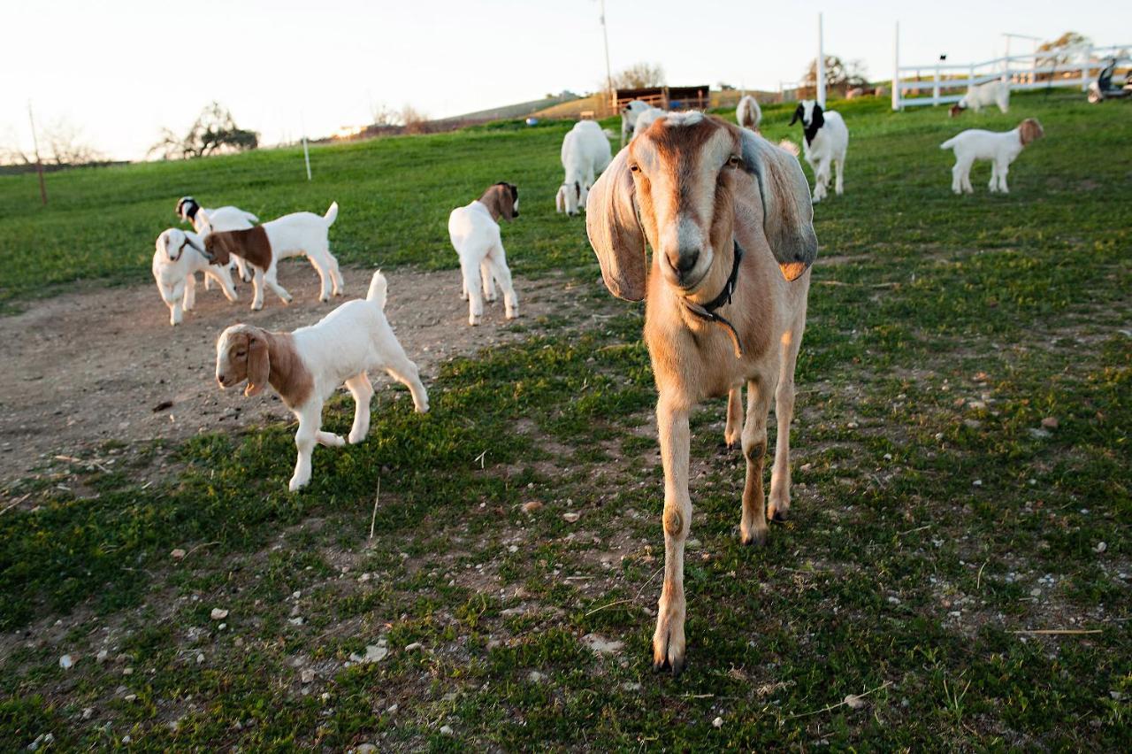 Hotel Reves De Moutons Paso Robles Exteriér fotografie