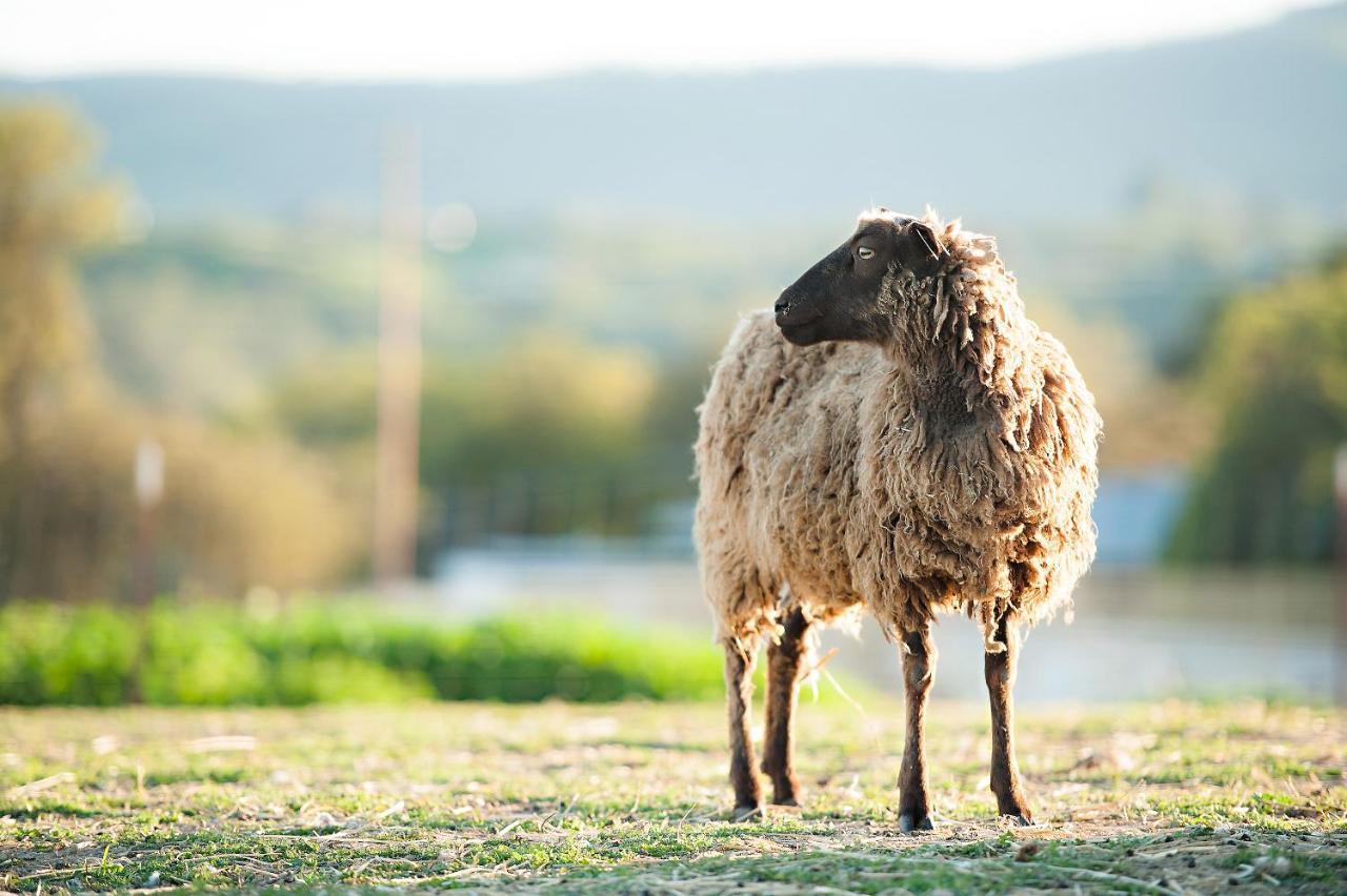 Hotel Reves De Moutons Paso Robles Exteriér fotografie