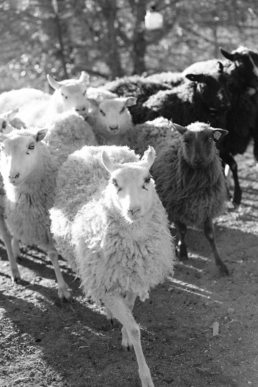 Hotel Reves De Moutons Paso Robles Exteriér fotografie
