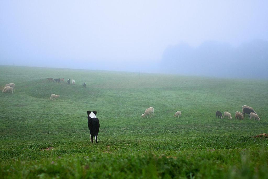 Hotel Reves De Moutons Paso Robles Exteriér fotografie