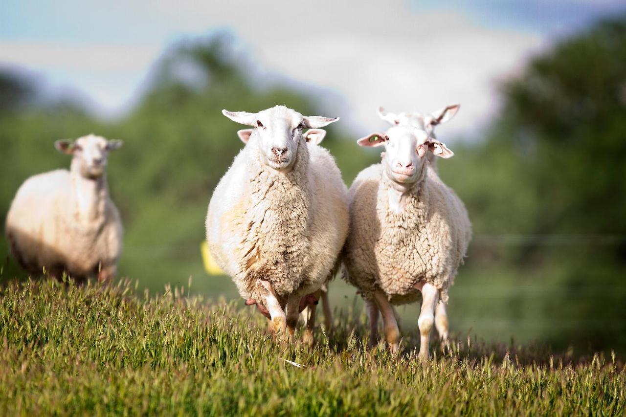 Hotel Reves De Moutons Paso Robles Exteriér fotografie