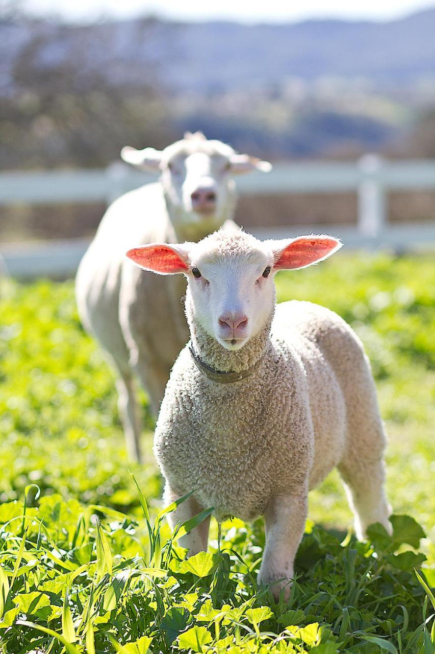 Hotel Reves De Moutons Paso Robles Exteriér fotografie