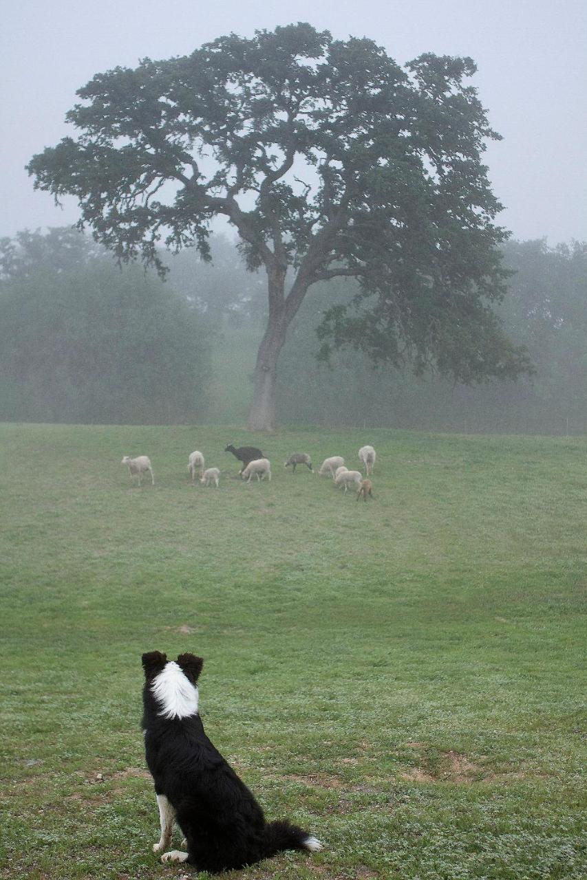 Hotel Reves De Moutons Paso Robles Exteriér fotografie